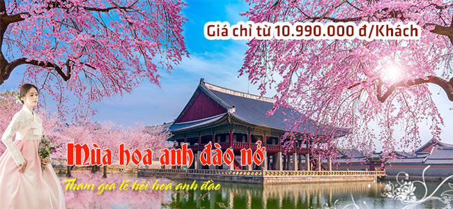 Du lịch Hàn Quốc - Mùa hoa anh đào nở