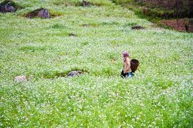 TOUR DU LỊCH MỘC CHÂU - MAI CHÂU 2 NGÀY